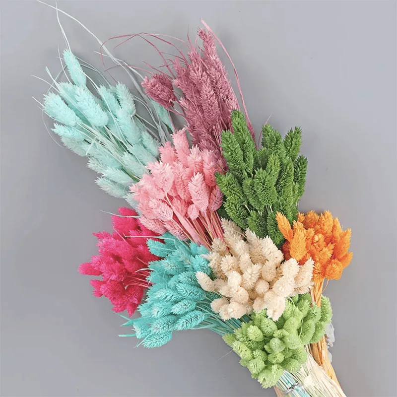 Dried Pampas Flower – Natural And Timeless Decorative Accent