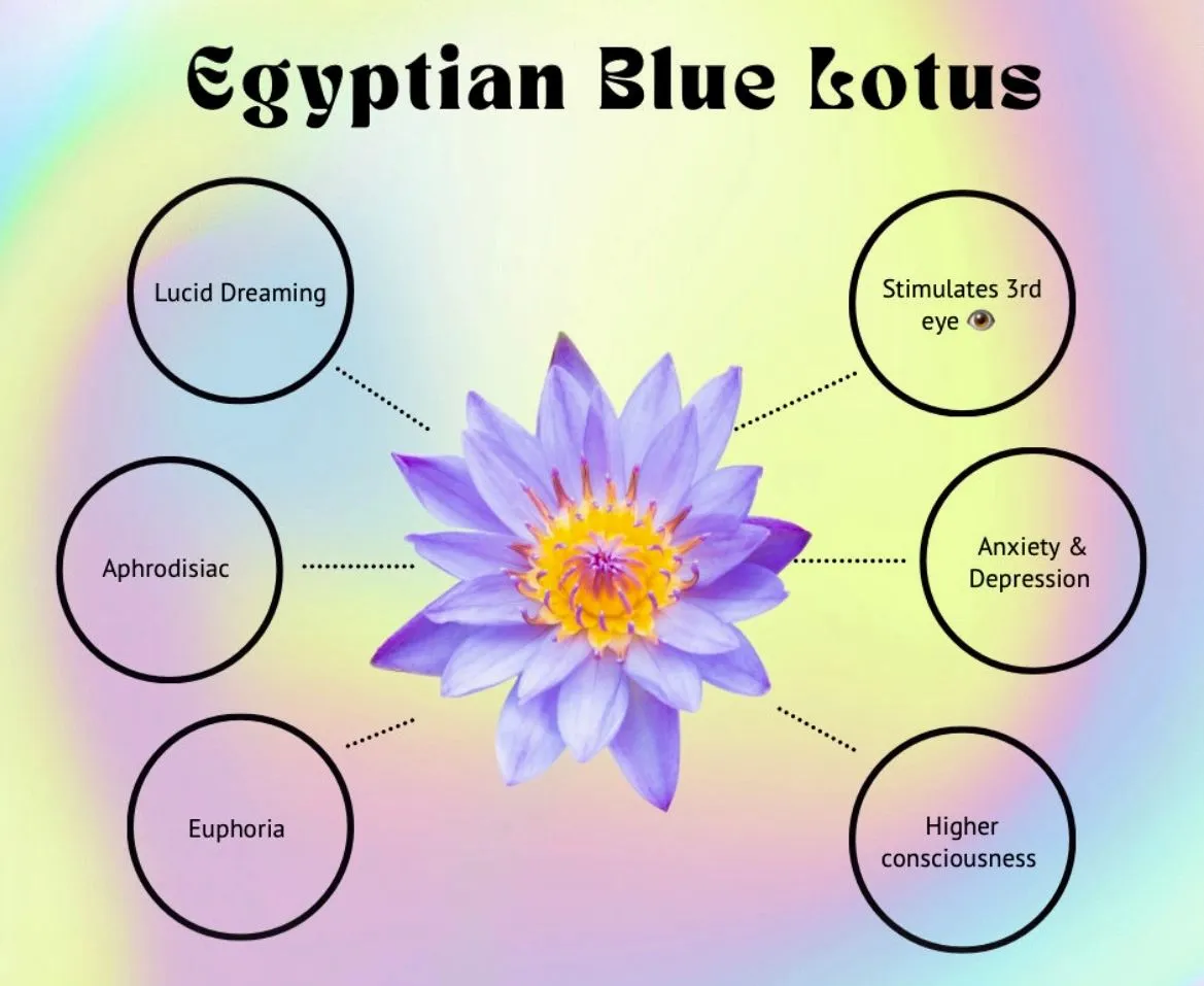 Egyptian Blue Lotus