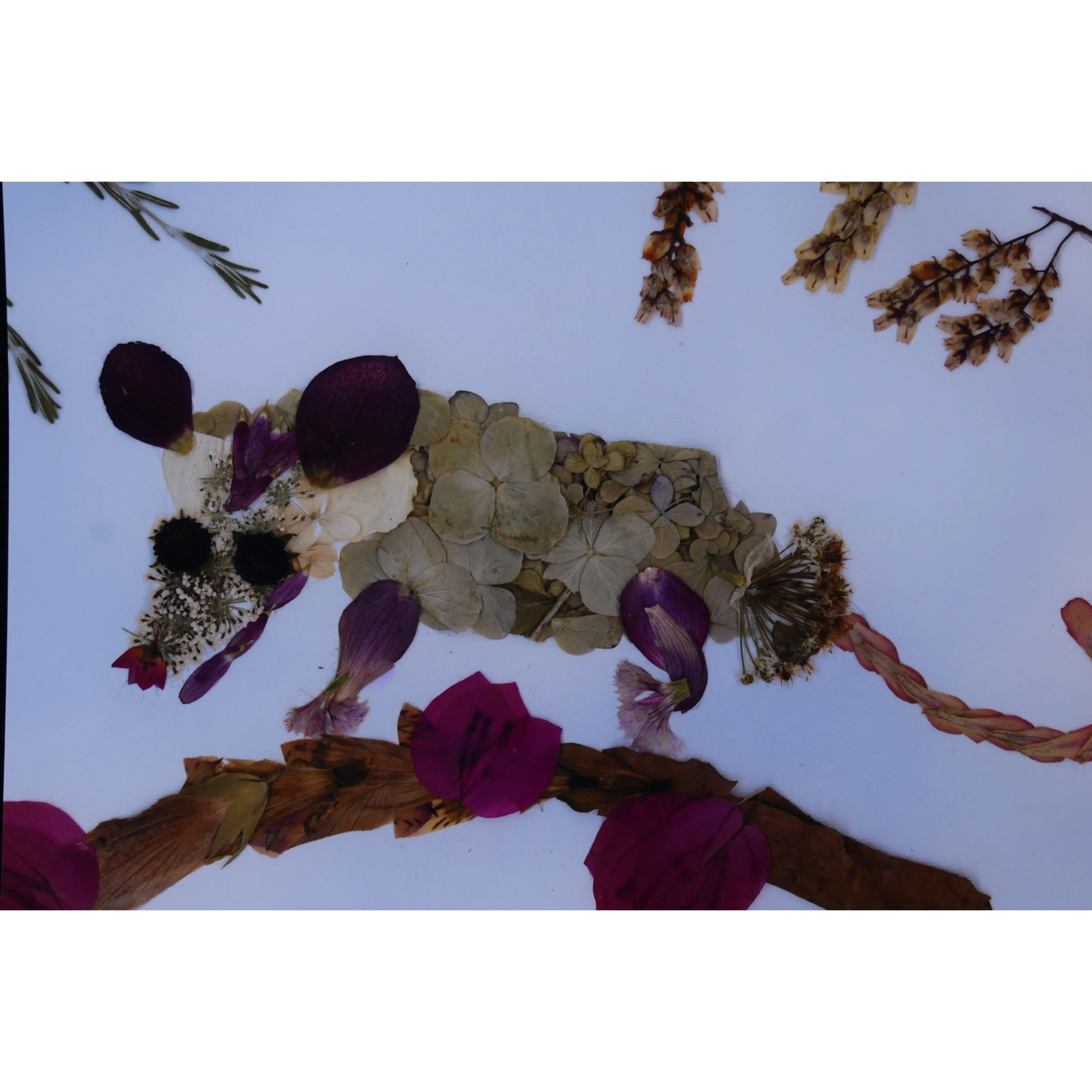Floral possum print