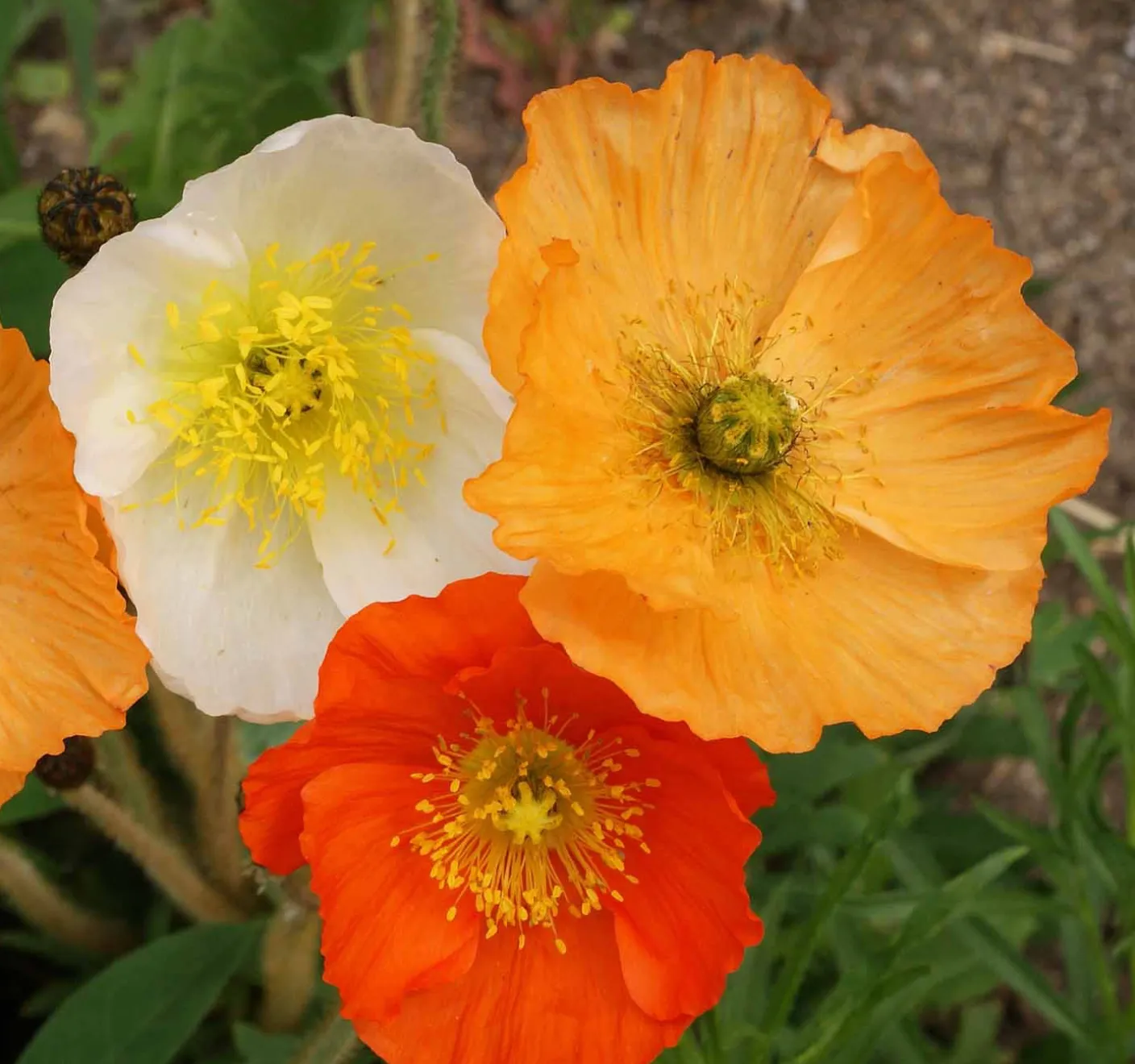 Iceland Poppy Seeds