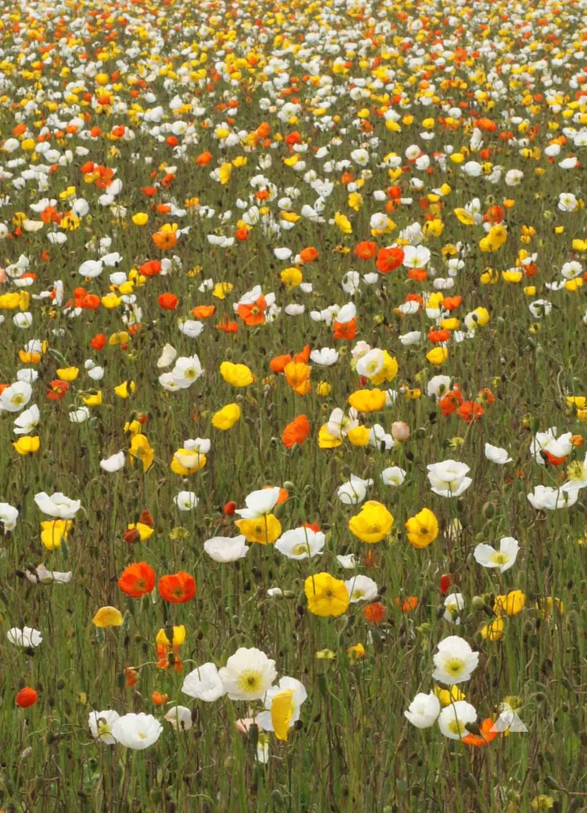 Iceland Poppy Seeds