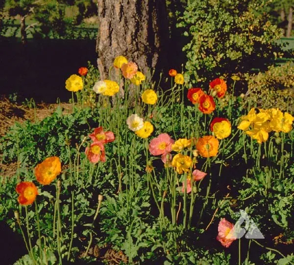 Iceland Poppy Seeds
