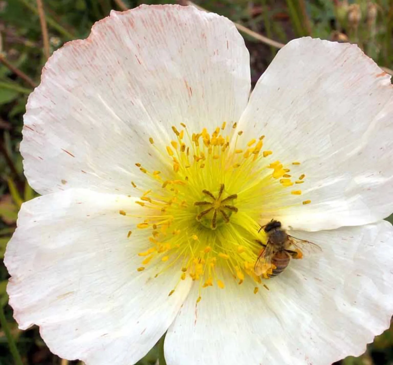 Iceland Poppy Seeds