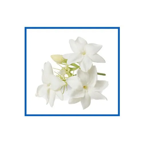 Jasmine Natural Fragrance Oil