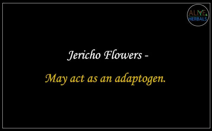 Jericho Flowers