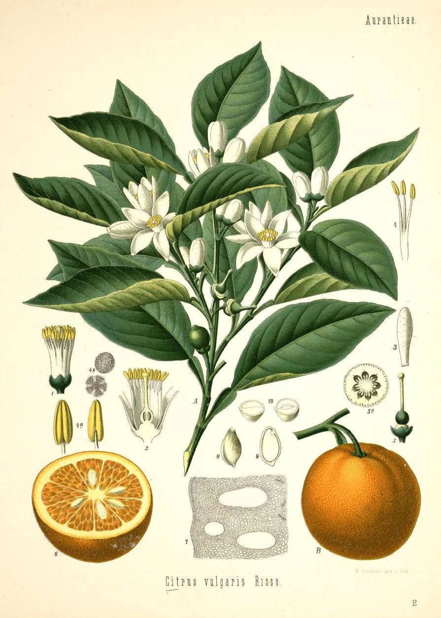 ORANGE BLOSSOM   JASMINE - perfume balm