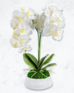 Orchid and Moss Centerpiece in Cement Bowl