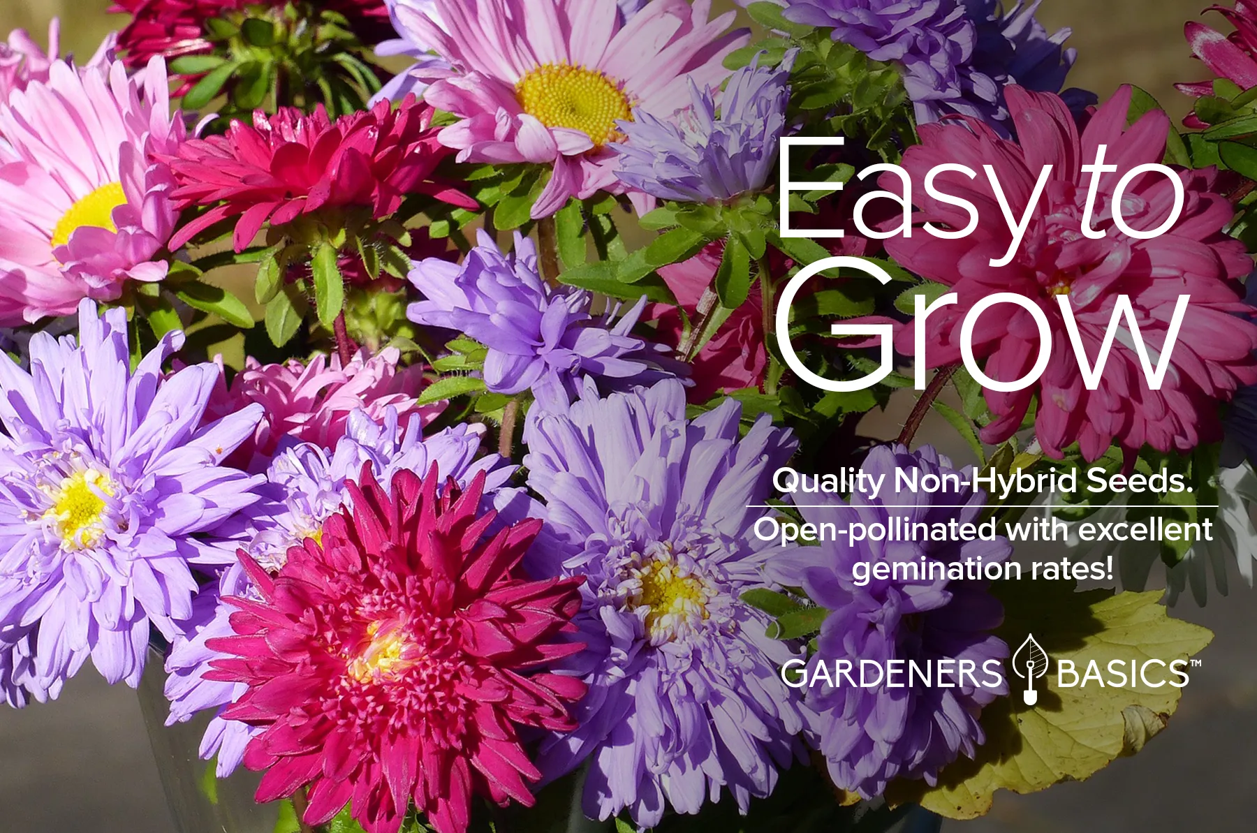 Powder Puff China Aster Seeds