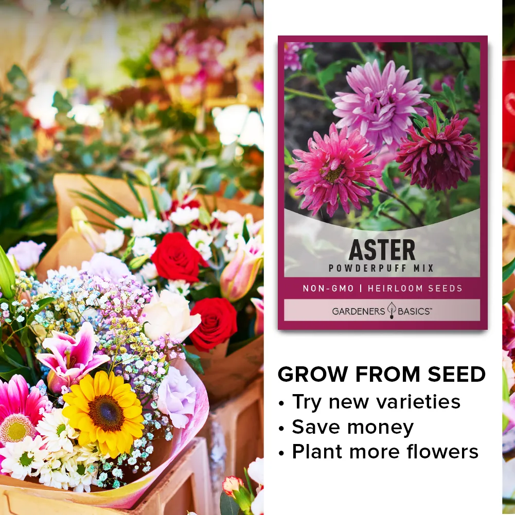 Powder Puff China Aster Seeds