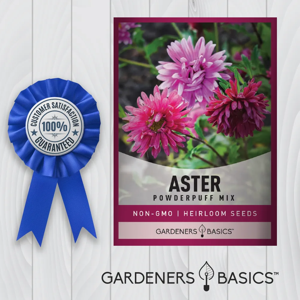Powder Puff China Aster Seeds