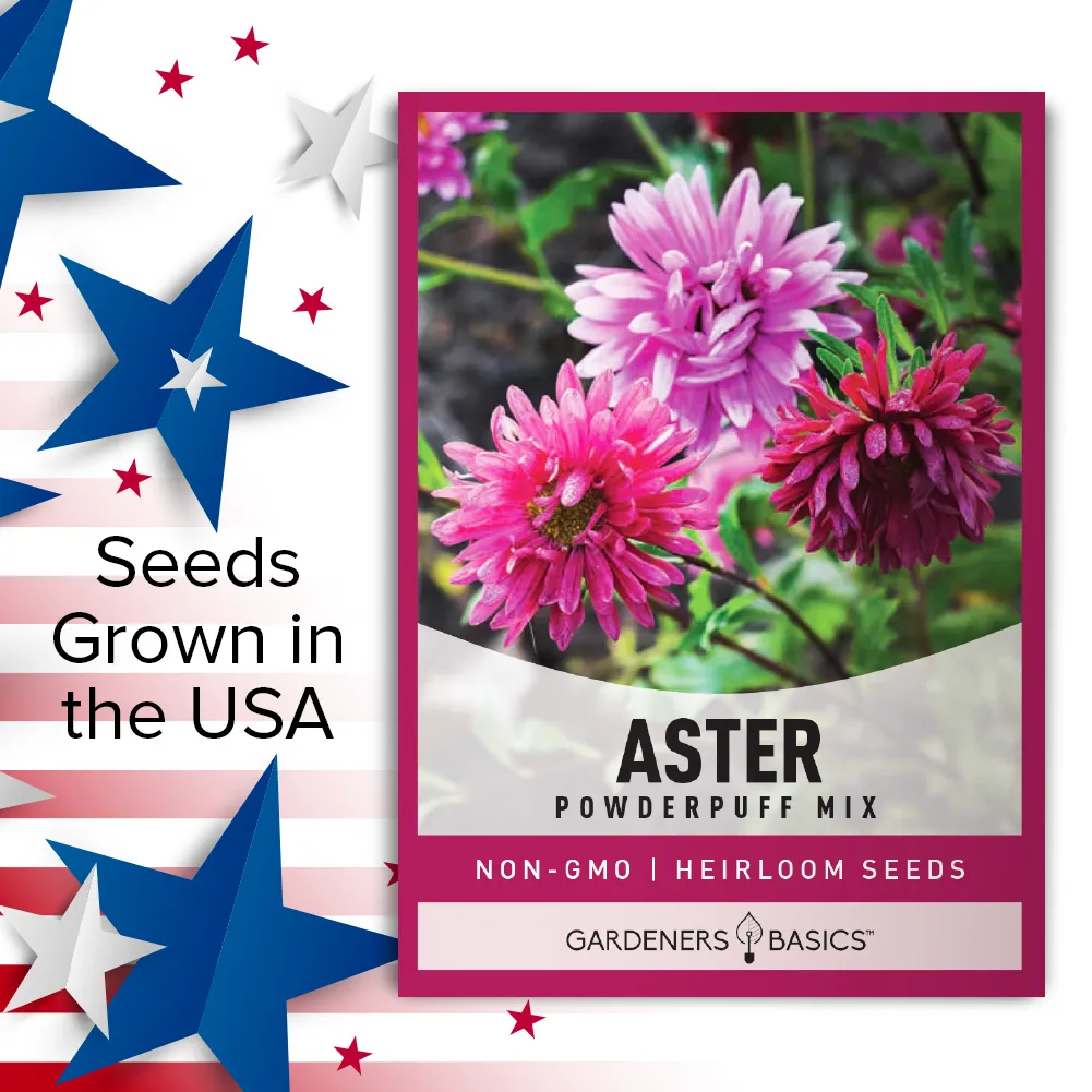 Powder Puff China Aster Seeds