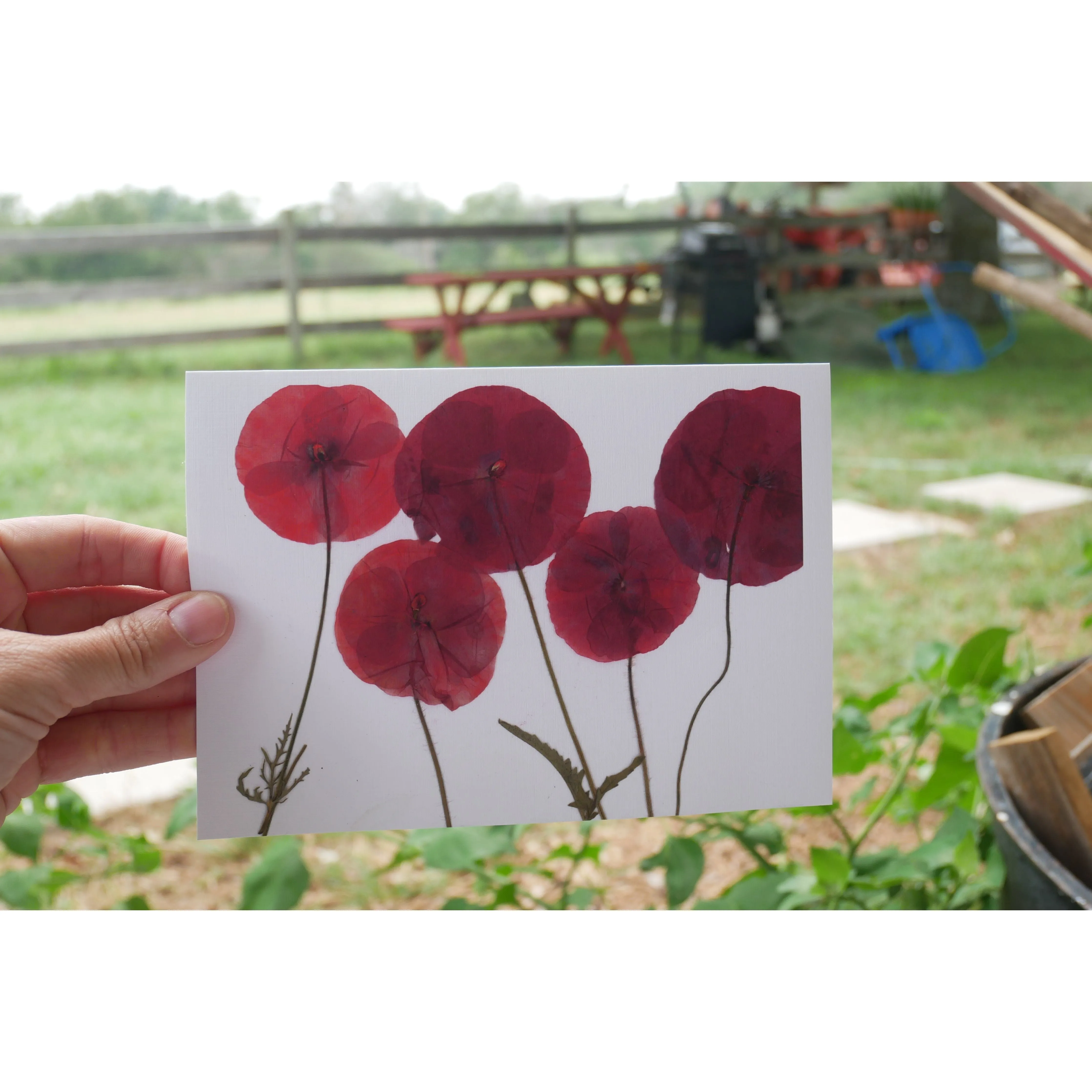 Pressed poppy greeting card