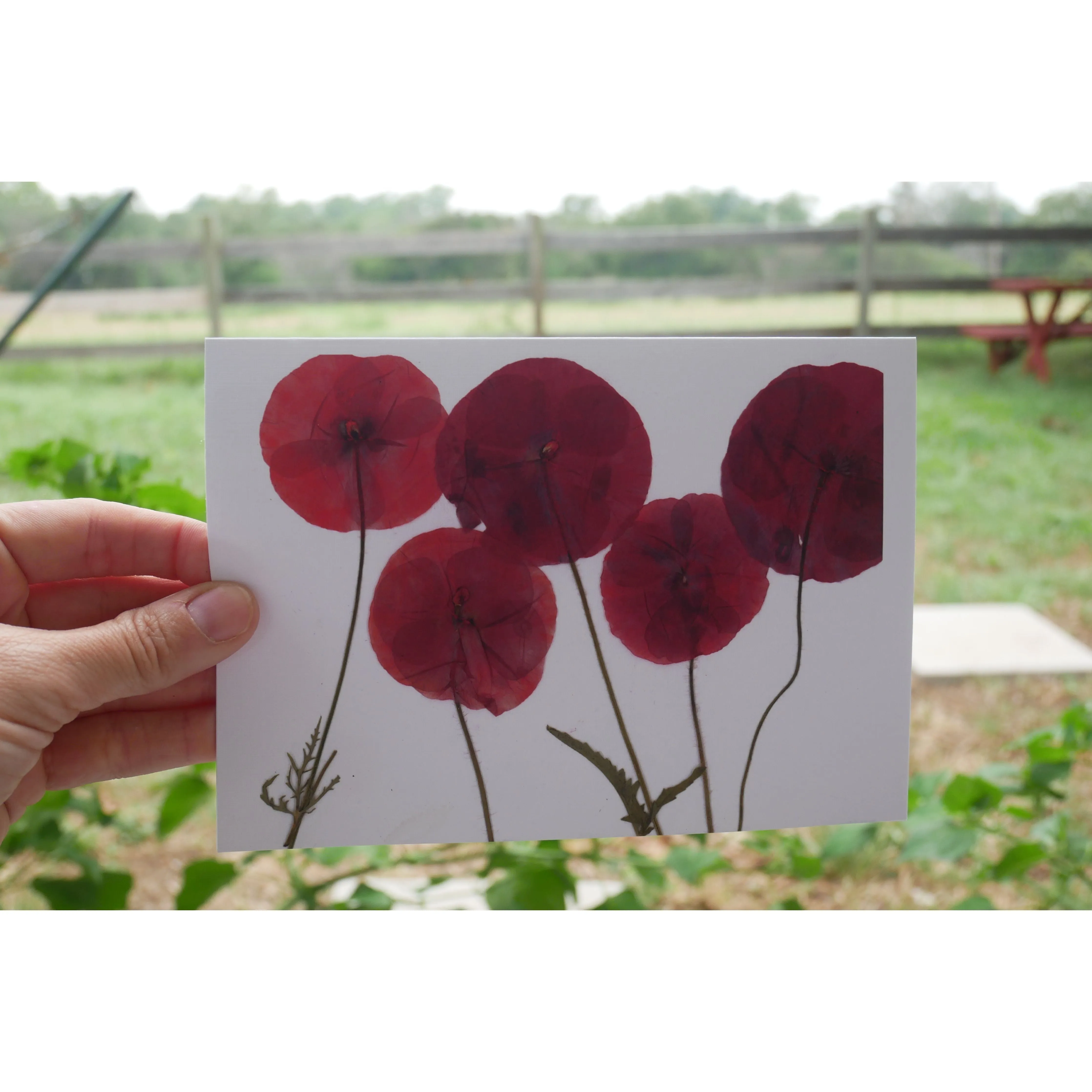 Pressed poppy greeting card