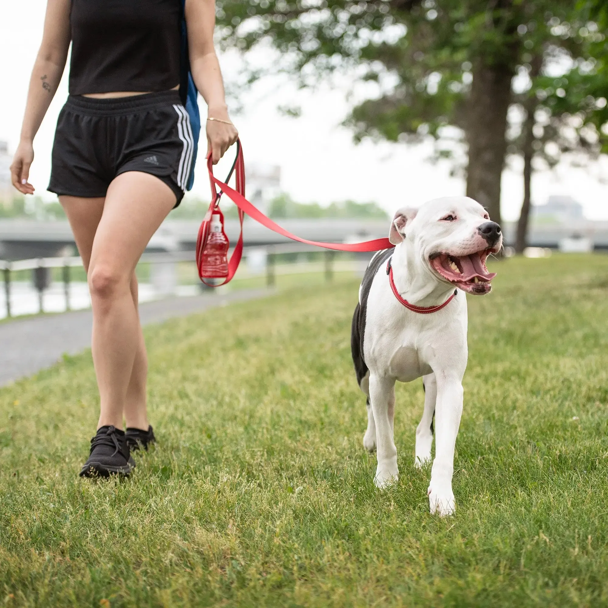 Reflective Dog Leash | Red