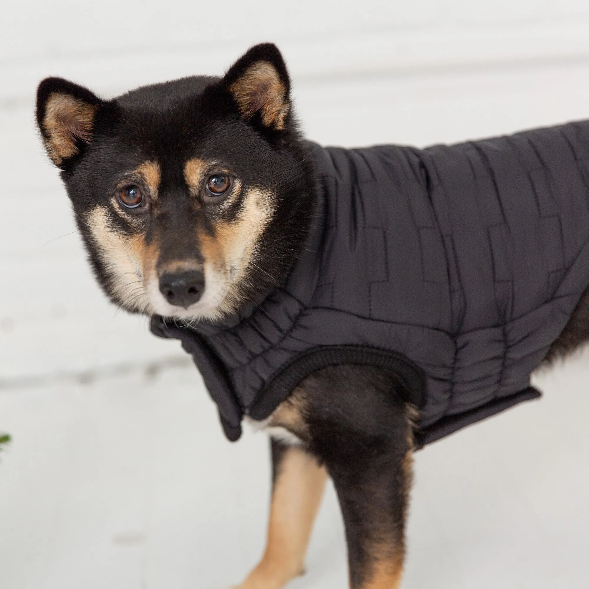 Reversible Chalet Dog Jacket | Black Fleece