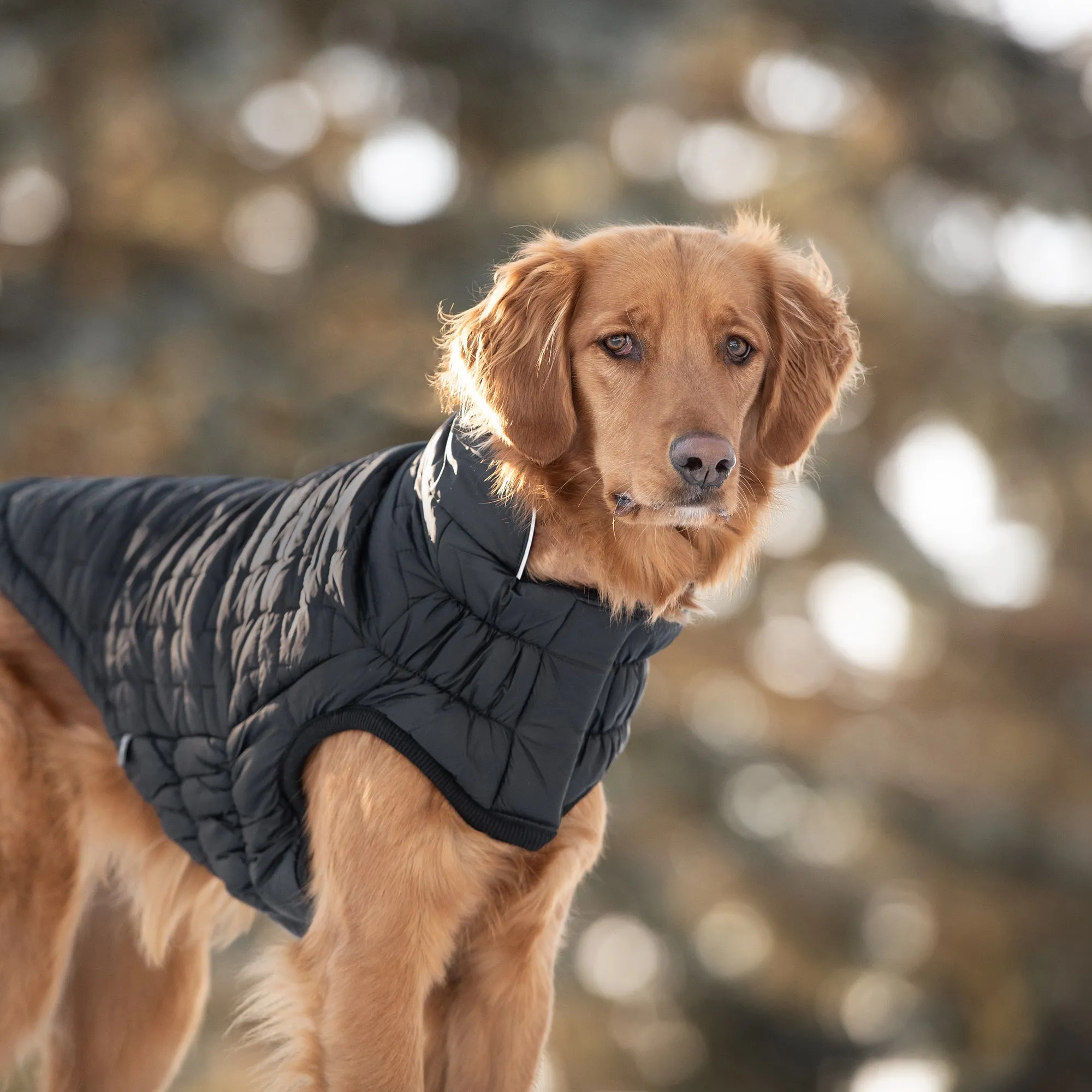 Reversible Chalet Dog Jacket | Black Fleece