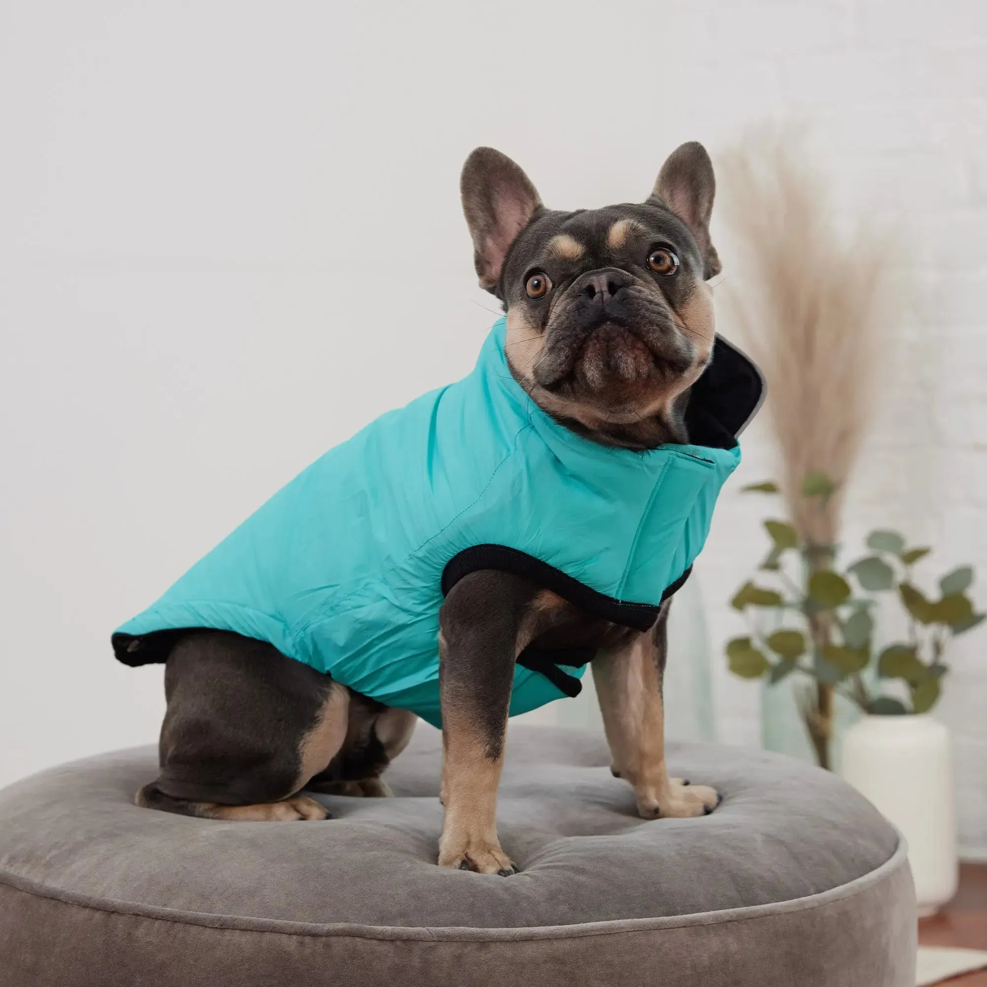 Reversible Chalet Dog Jacket | Black / Neon Aqua