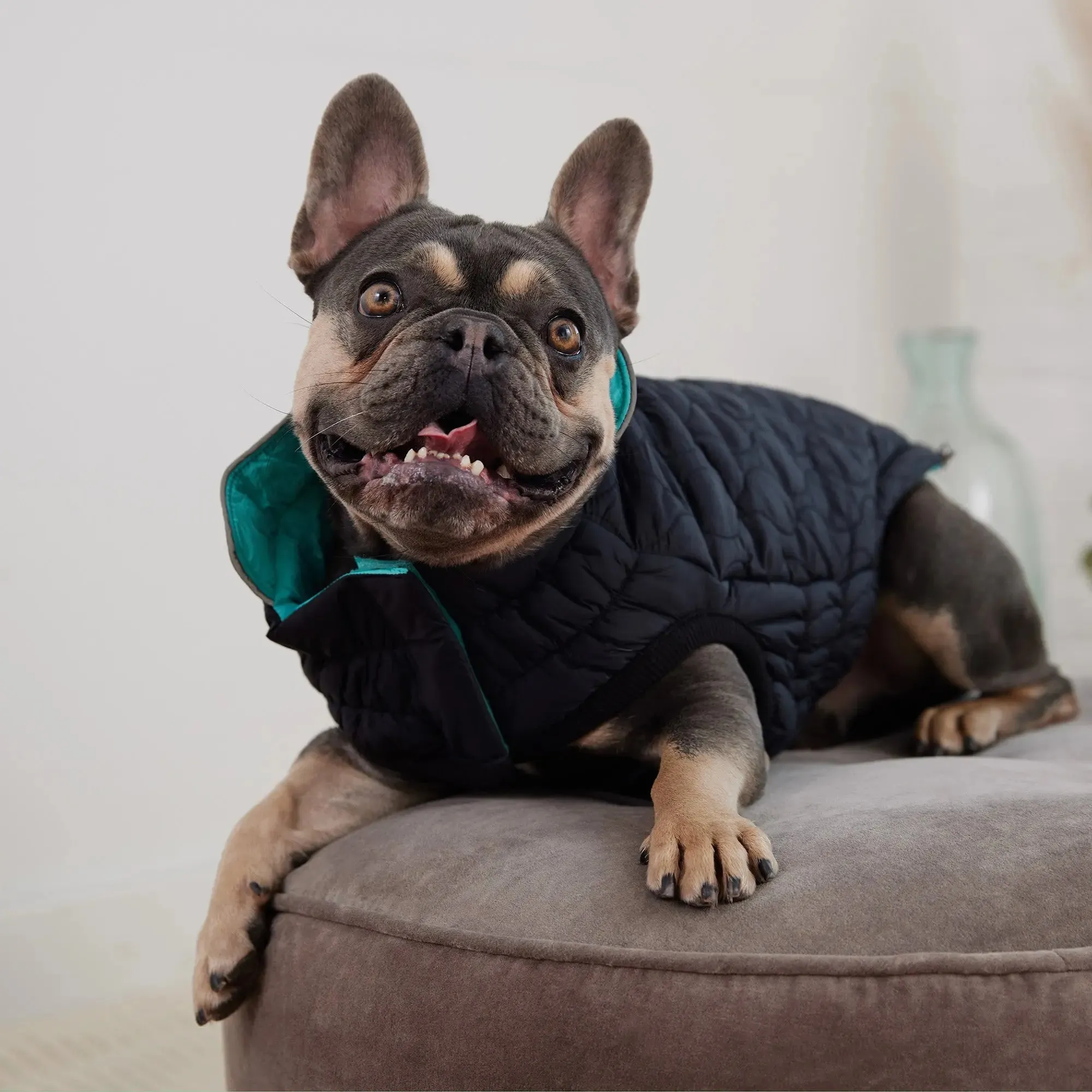 Reversible Chalet Dog Jacket | Black / Neon Aqua