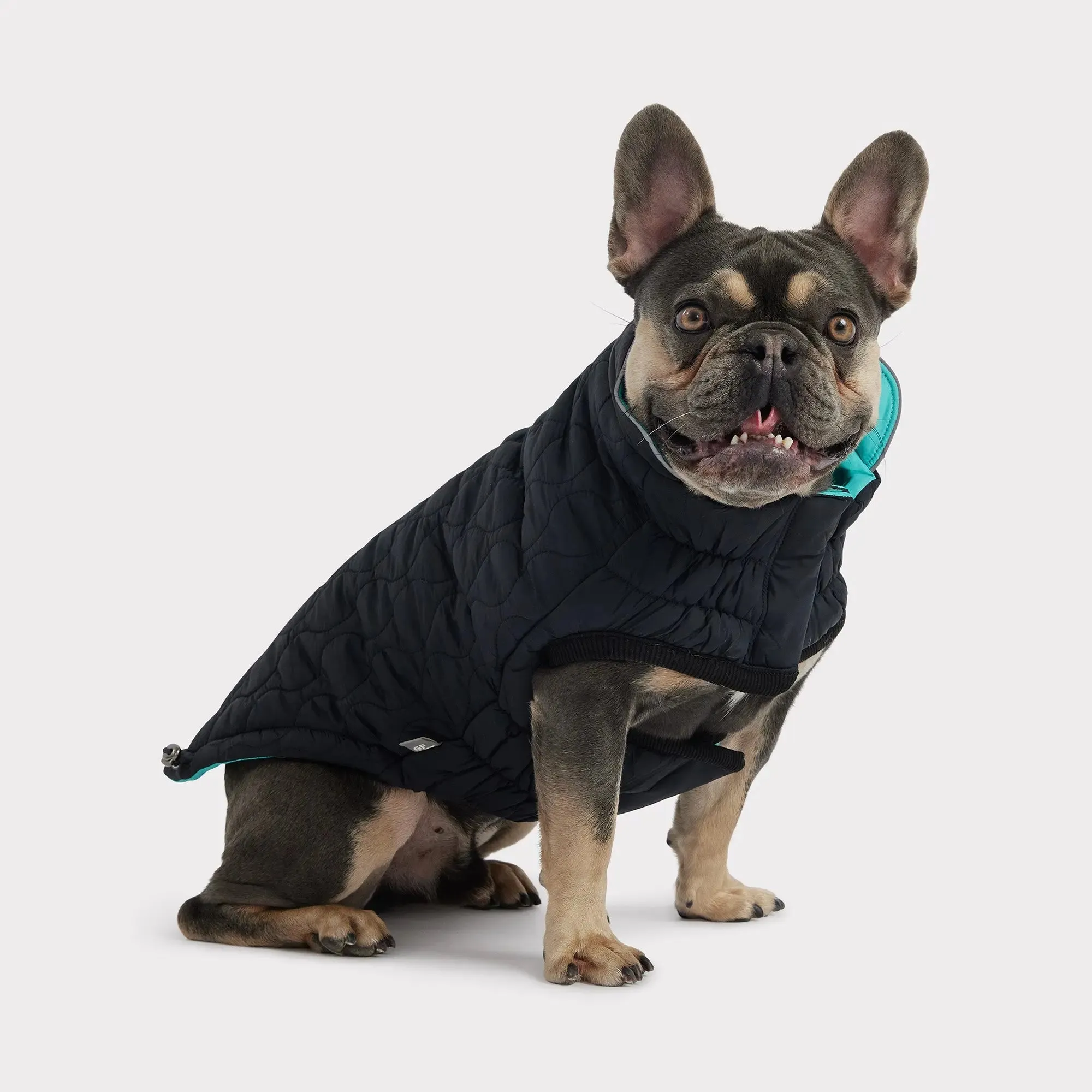 Reversible Chalet Dog Jacket | Black / Neon Aqua