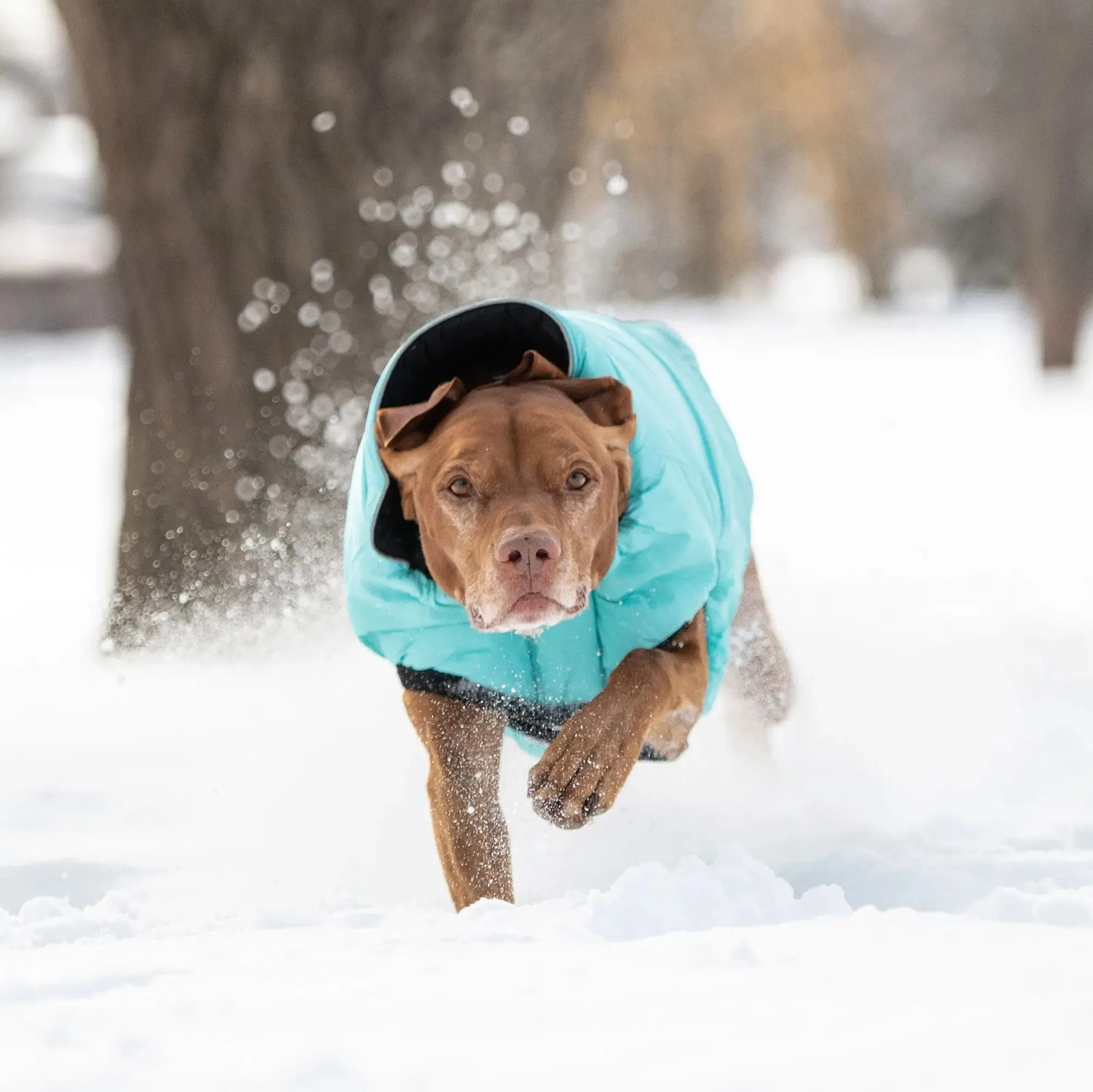 Reversible Chalet Dog Jacket | Black / Neon Aqua