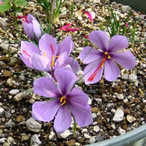 Saffron Bulbs WILL SHIP EARLY TO MID SEPT