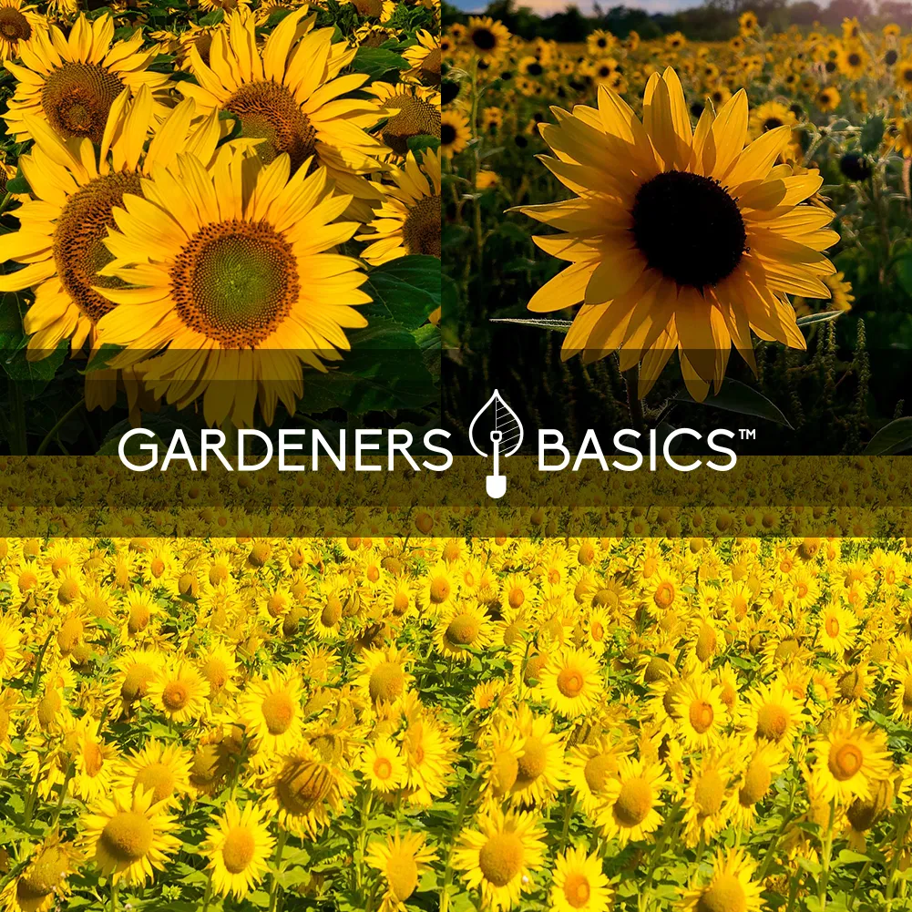 Sunflower Planting Seeds | 5 Variety Pack