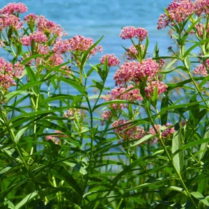 Swamp Milkweed Seeds