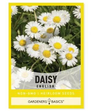 White English Daisy Seeds