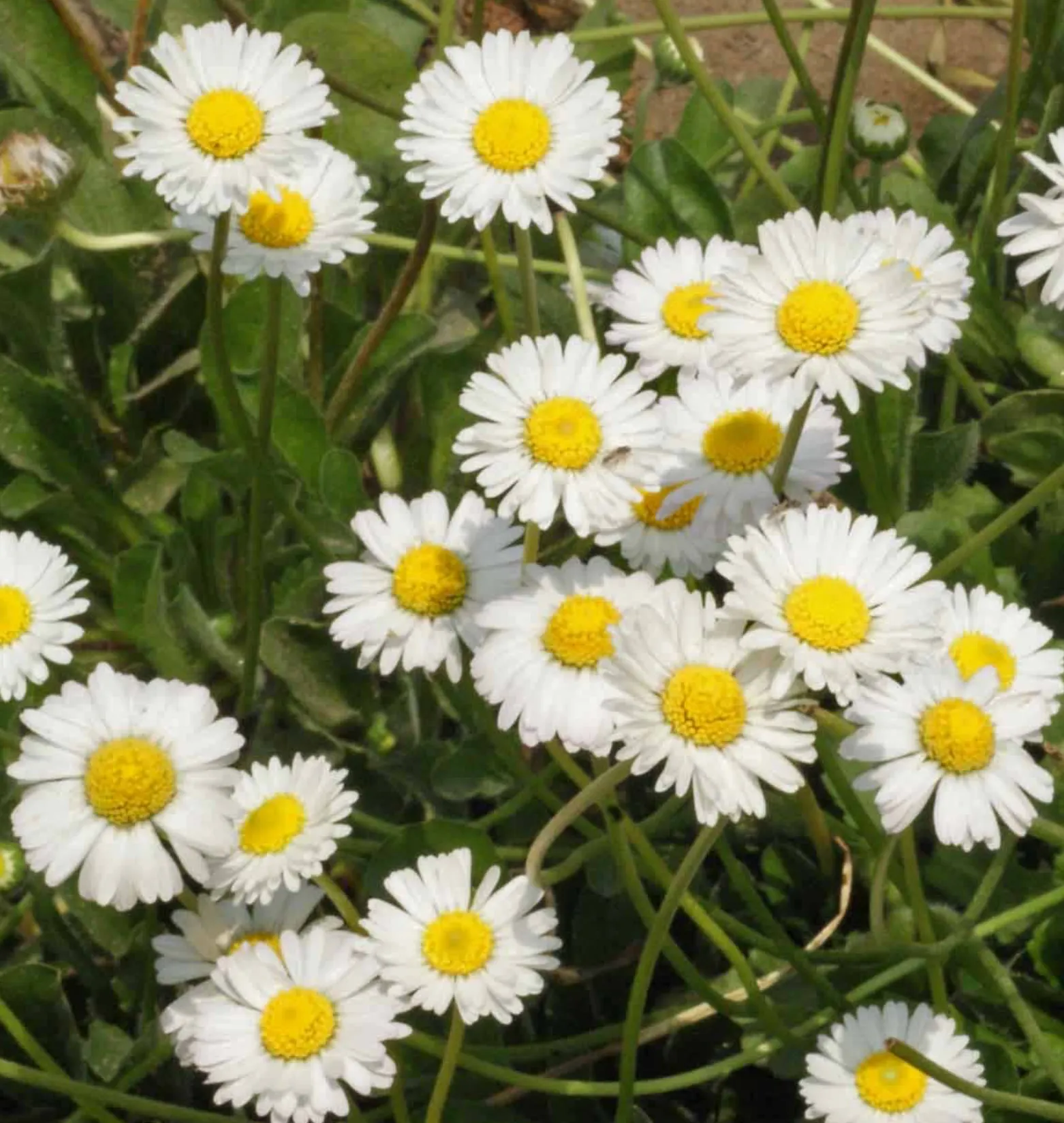 White English Daisy Seeds