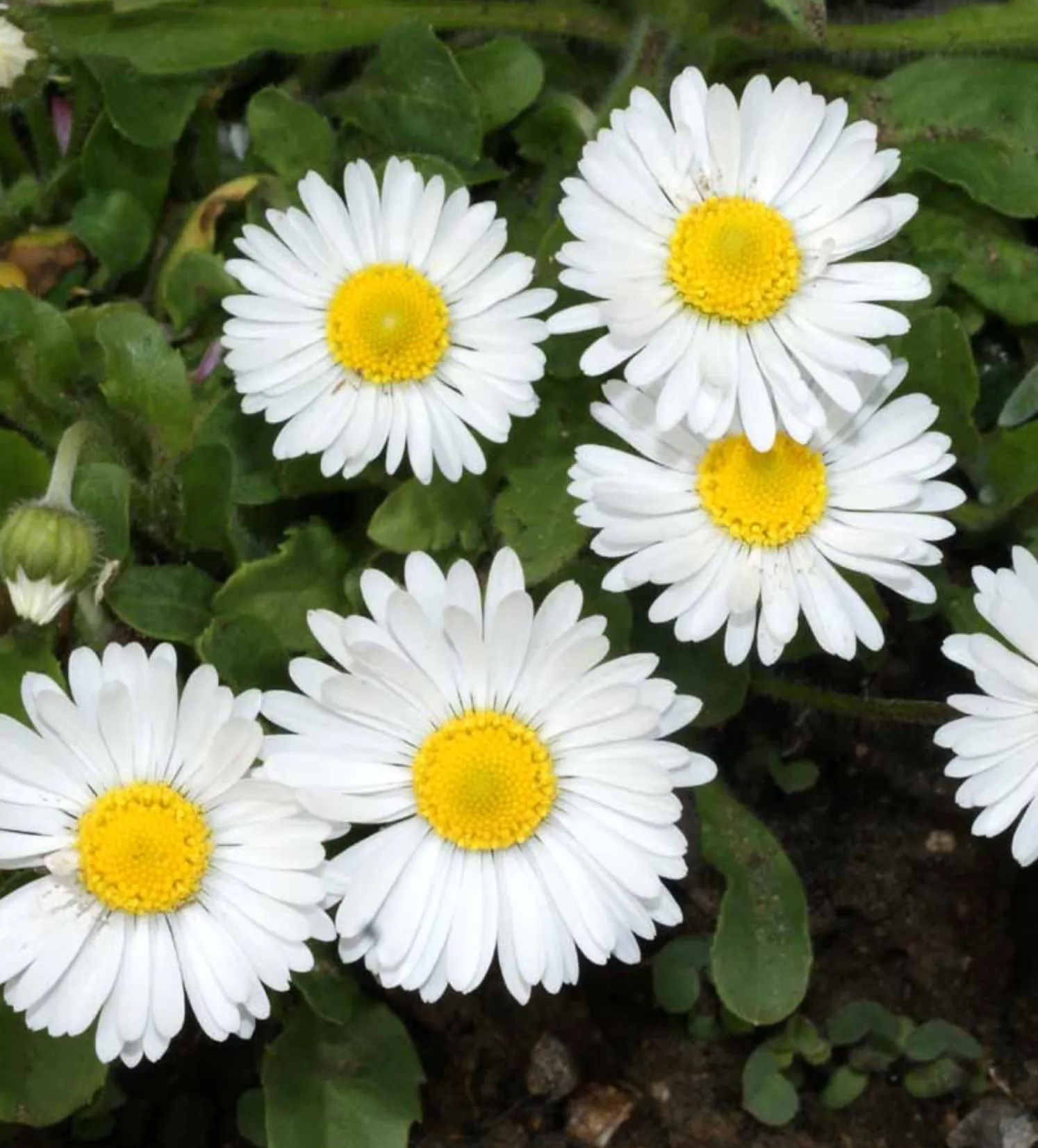 White English Daisy Seeds